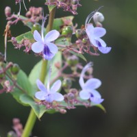 Rotheca serrata (L.) Steane & Mabb.